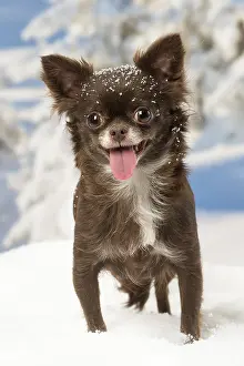 Fake: Chihuahua dog in the winter snow
