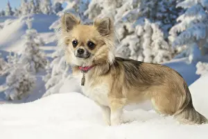 Fake: Chihuahua dog in the winter snow