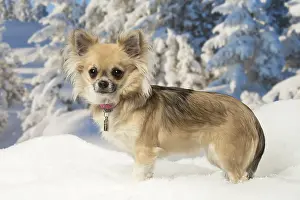 Fake: Chihuahua dog in the winter snow