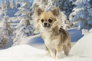 Fake: Chihuahua dog in the winter snow