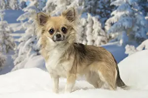 Fake: Chihuahua dog in the winter snow