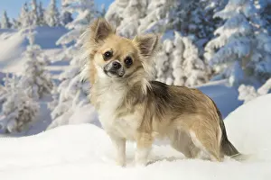 Fake: Chihuahua dog in the winter snow