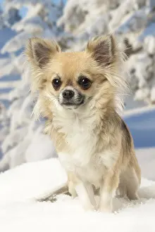 Fake: Chihuahua dog in the winter snow