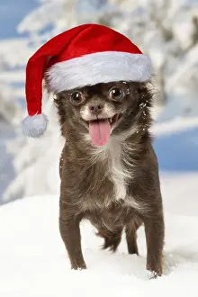 Fake: Chihuahua dog in the winter snow wearing Christmas