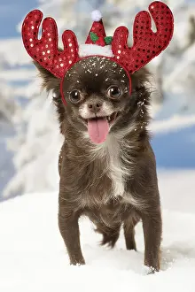 111219: Chihuahua dog in the winter snow wearing Christmas antlers