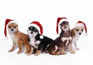 140319: Chihuahua Dogs in Christmas hats