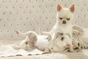 260221: Chihuahua dogs indoors