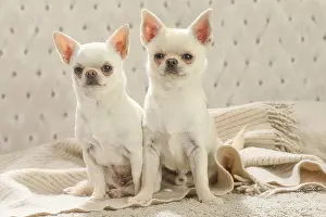 260221: Chihuahua dogs indoors