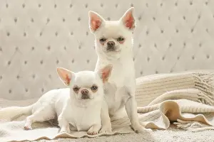 260221: Chihuahua dogs indoors
