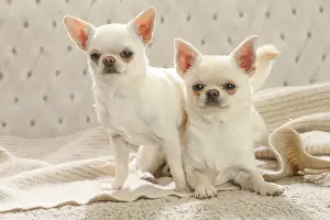 260221: Chihuahua dogs indoors
