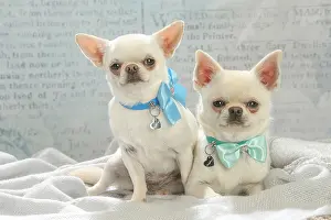 260221: Chihuahua dogs indoors