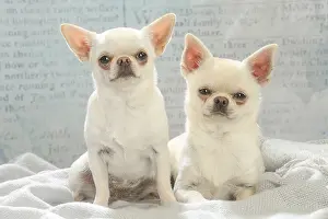 260221: Chihuahua dogs indoors