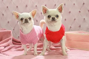 260221: Chihuahua dogs indoors wearing a jumper