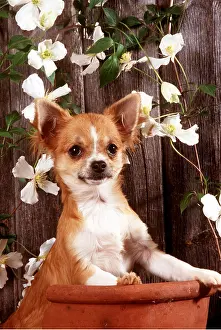 Pots: CHIHUAHUA - in flowerpot