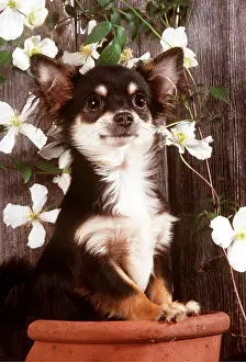 Pots: CHIHUAHUA - in flowerpot
