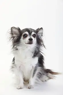 Pedigre: Chihuahua, long-haired, black with white, 10 year