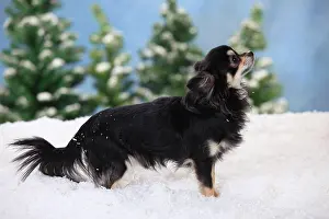Cream: Chihuahua, long-haired, male dog, black-cream-white