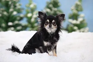 Cream: Chihuahua, long-haired, male dog, black-cream-white