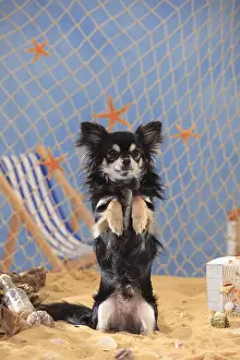 Humour: Chihuahua, longhaired, black-cream-white