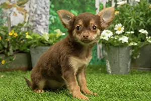 070519: Chihuahua outdoors in the garden