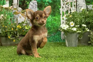 070519: Chihuahua outdoors in the garden