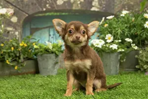 070519: Chihuahua outdoors in the garden