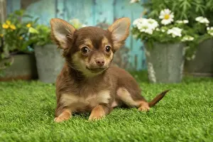 070519: Chihuahua outdoors in the garden