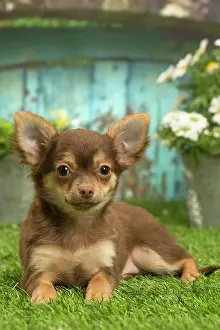 070519: Chihuahua outdoors in the garden