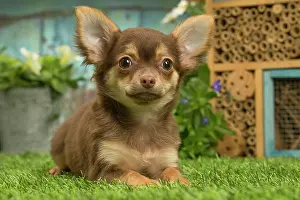 070519: Chihuahua outdoors in the garden