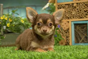 070519: Chihuahua outdoors in the garden