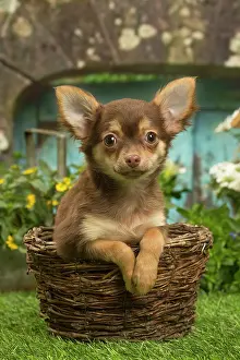 070519: Chihuahua outdoors in the garden