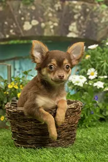 070519: Chihuahua outdoors in the garden
