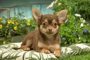070519: Chihuahua outdoors in the garden