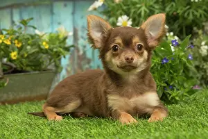 070519: Chihuahua outdoors in the garden