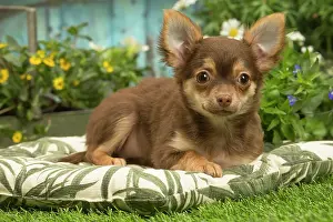 Chihuahuas: Chihuahua outdoors in the garden