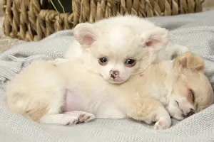Napping: Chihuahua puppies indoors