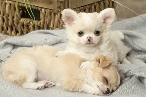 Napping: Chihuahua puppies indoors