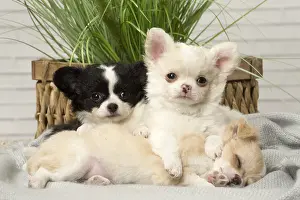 Napping: Chihuahua puppies indoors