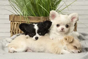 Napping: Chihuahua puppies indoors