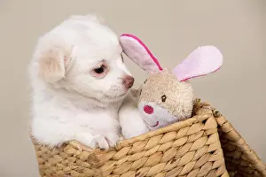Cuddly: Chihuahua puppy, 8 weeks, white, sitting in a basket