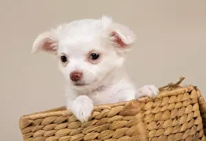 Chihuahuas: Chihuahua puppy, 8 weeks, white, sitting in a basket