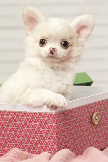 310118: Chihuahua puppy in a box