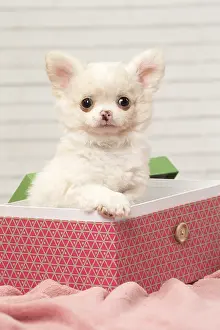 310118: Chihuahua puppy in a box