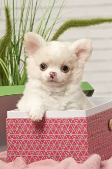 310118: Chihuahua puppy in a box