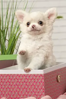 310118: Chihuahua puppy in a box