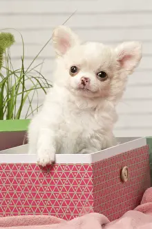 310118: Chihuahua puppy in a box