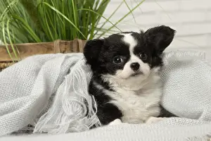 310118: Chihuahua puppy indoors