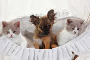 Longhair: Chihuahua, puppy, long-haired, 4 months, and British