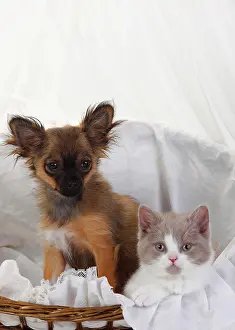 Chihuahua: Chihuahua, puppy, long-haired, 4 months, and British
