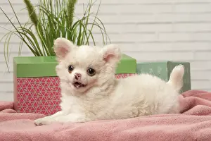 310118: Chihuahua puppy lying beside a box